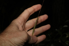 Heteropogon contortus