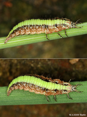 Nineta pallida