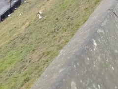 Larus argentatus