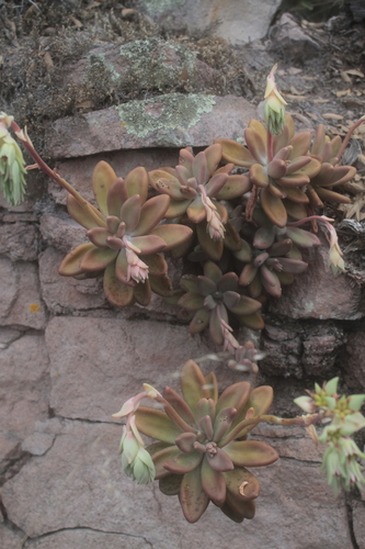 Foto de Pachyphytum