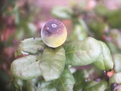 Callirhytis cedrosensis