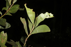Acacia leiocalyx