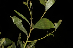 Acacia leiocalyx