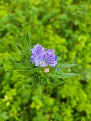 Echium plantagineum