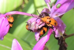 Stethopachys formosa