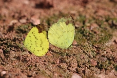 Eurema blanda