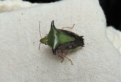 Hoffmanseggiella defensor