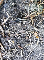 Alopecosa pulverulenta