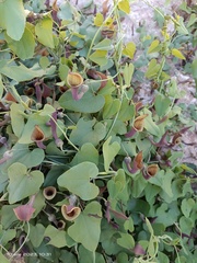 Aristolochia baetica