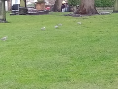 Columba palumbus