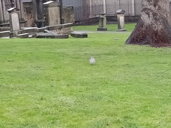 Columba palumbus