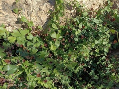 Aristolochia baetica