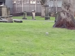 Columba palumbus
