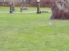 Columba palumbus