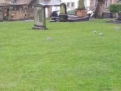 Columba palumbus