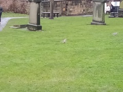 Columba palumbus