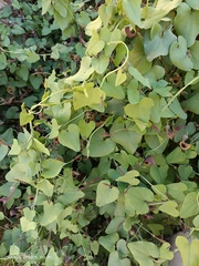 Aristolochia baetica