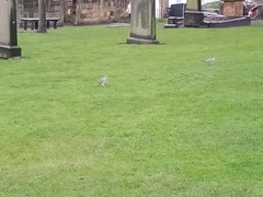 Columba palumbus