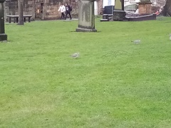 Columba palumbus