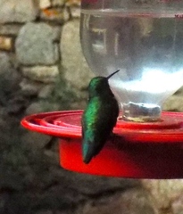 Selasphorus platycercus