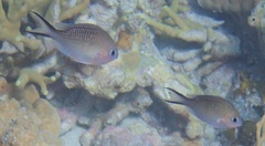Chromis ternatensis