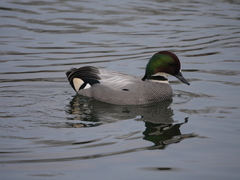Mareca falcata
