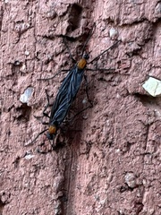 Plecia ruficollis
