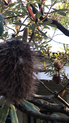 Banksia serrata