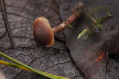 Cortinarius glandicolor