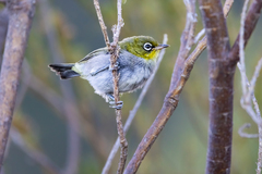 Zosterops virens capensis