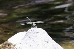 Hemigomphus heteroclytus