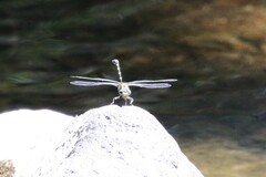 Hemigomphus heteroclytus