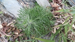 Artemisia morrisonensis
