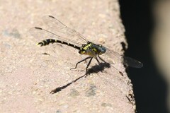Hemigomphus heteroclytus