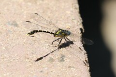 Hemigomphus heteroclytus