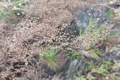 Artemisia morrisonensis