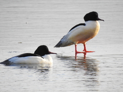 Mergus merganser merganser