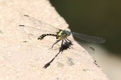 Hemigomphus heteroclytus
