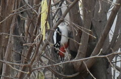 Dendrocopos major