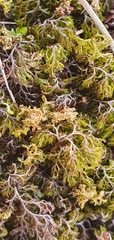 Hymenophyllum multifidum