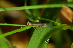 Glyphipterix simpliciella