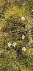 Gentianella montana