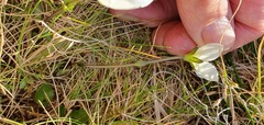 Gentianella montana