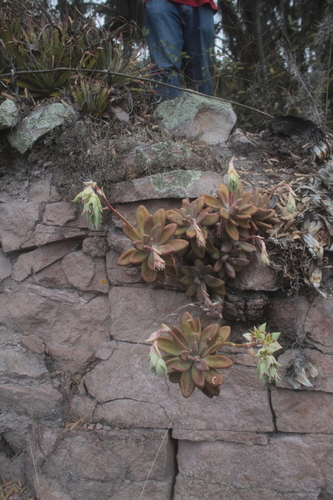 Foto de Pachyphytum