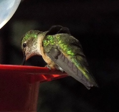 Selasphorus platycercus