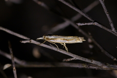 Orocrambus vittellus