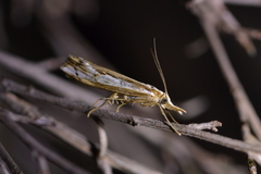 Orocrambus vittellus