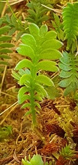 Leptinella squalida