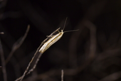 Orocrambus vittellus