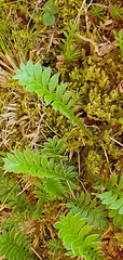 Leptinella squalida